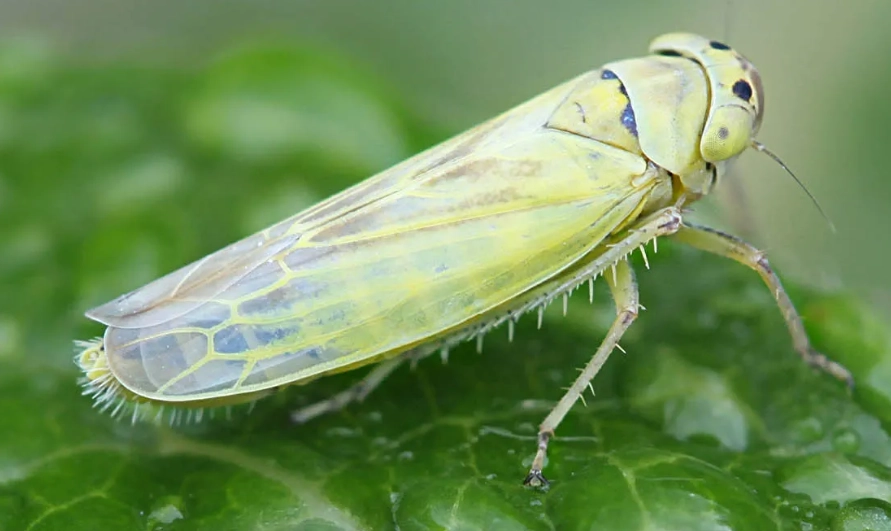 control leafhoppers organically