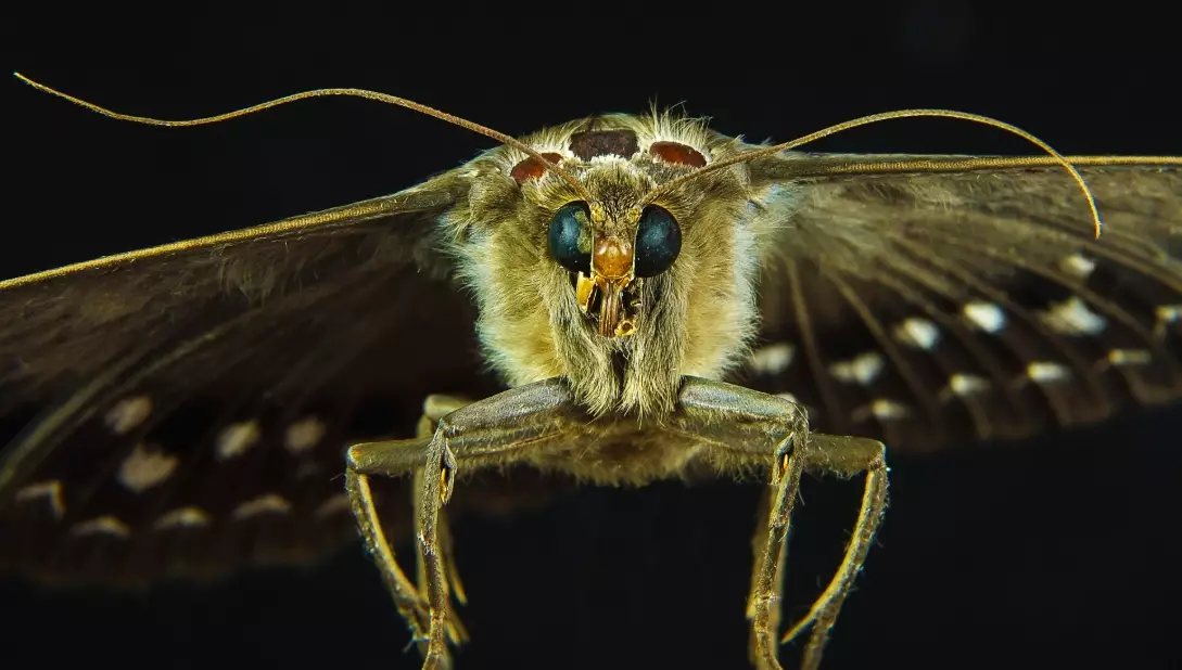 are moths pollinators