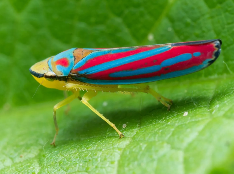 control leafhoppers organically