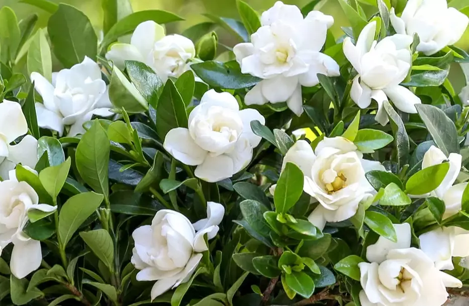 gardenia leaves turning yellow gardenia leaves turning yellow