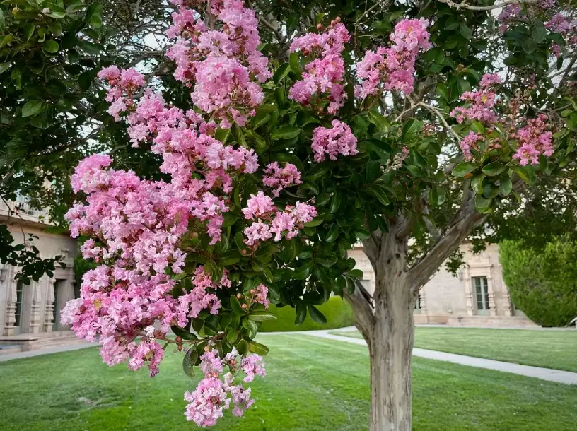 crape myrtle care crape myrtle care