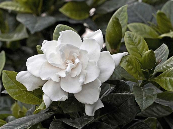 gardenia leaves turning yellow gardenia leaves turning yellow