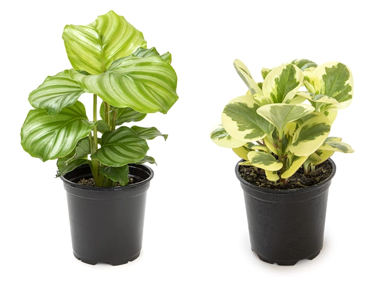 how to identify house plants