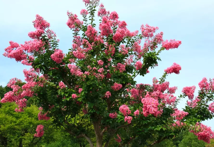 lagerstroemia indica lagerstroemia indica