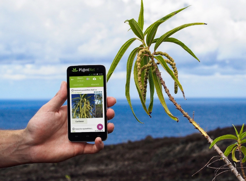 how to identify house plants