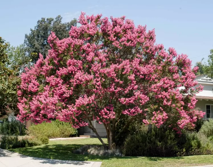pruning crape myrtle pruning crape myrtle