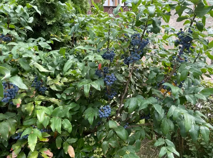 Oregon grape plant care Oregon grape plant care