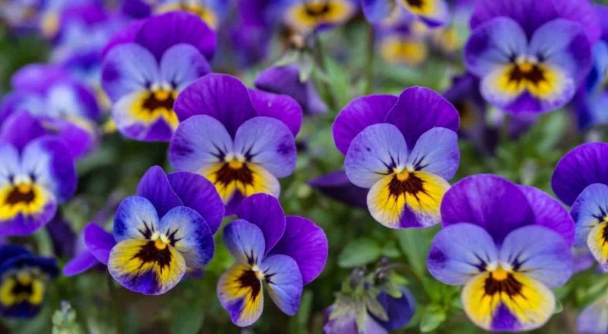 growing violas growing violas