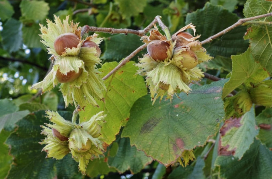 how to grow filbert trees how to grow filbert trees