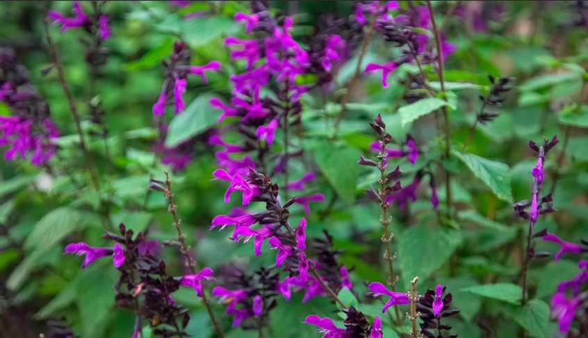salvia plant care