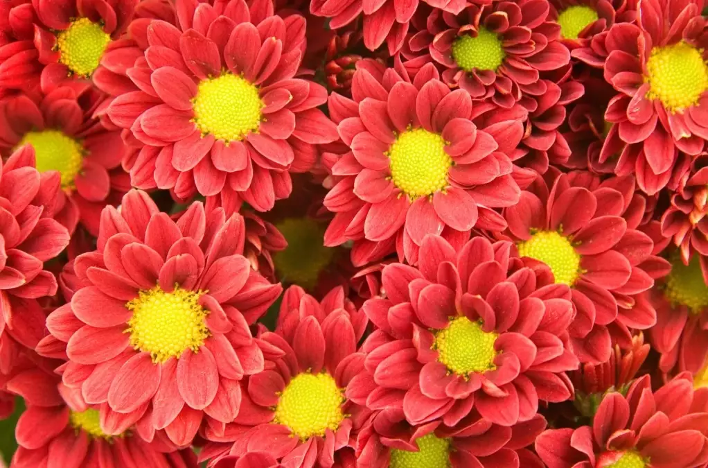 how to grow chrysanthemums how to grow chrysanthemums