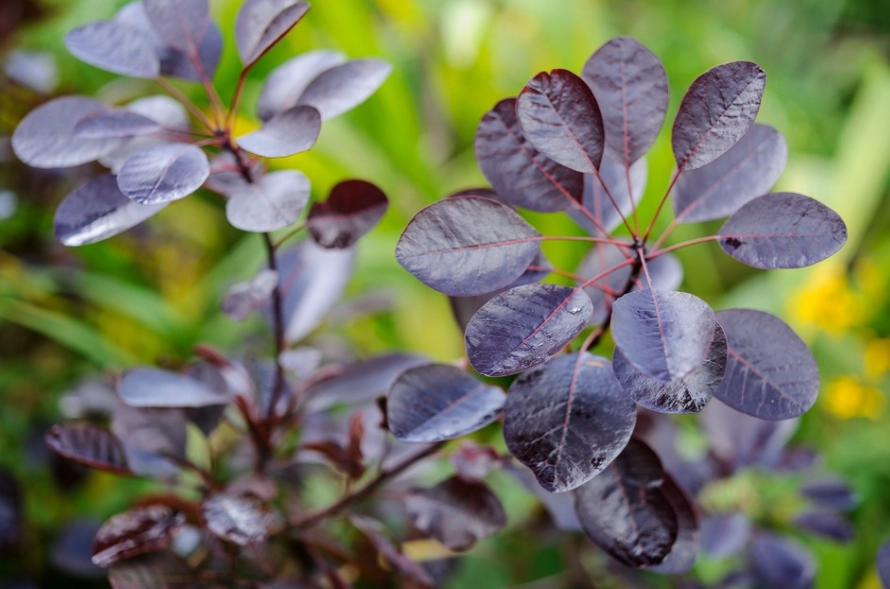 purple smoke tree purple smoke tree