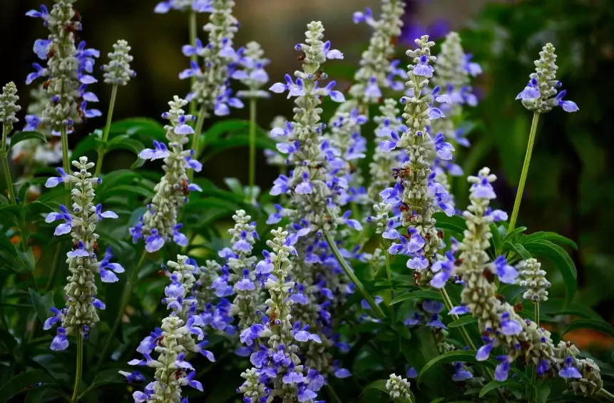 salvia varieties