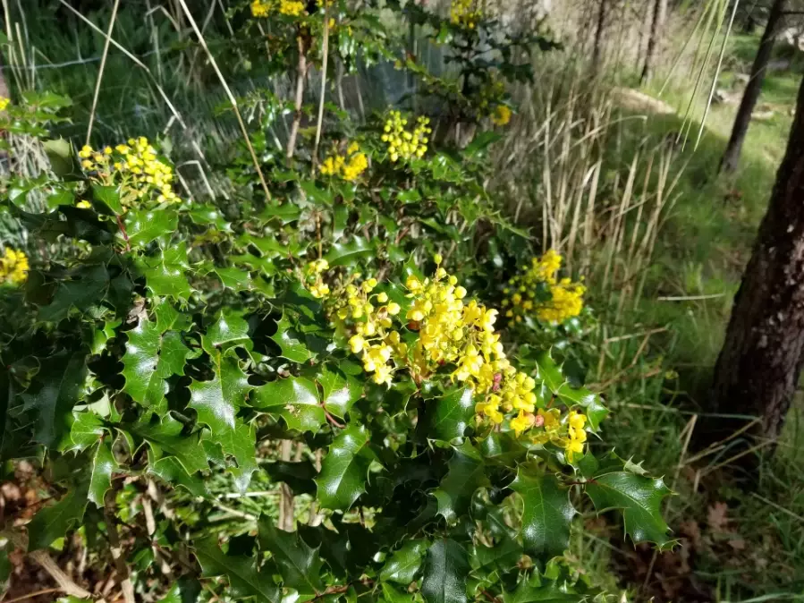 mahonia aquifolium