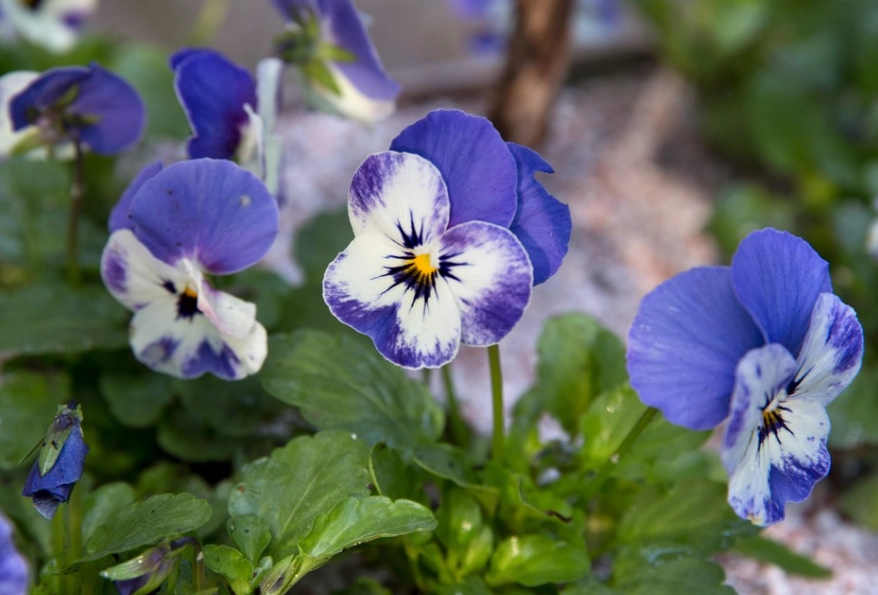 growing violas growing violas