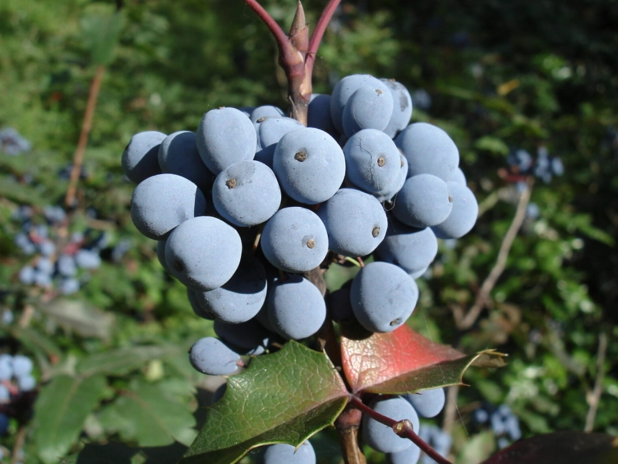 oregon grape plant