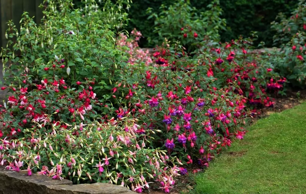 hardy fuchsia plants