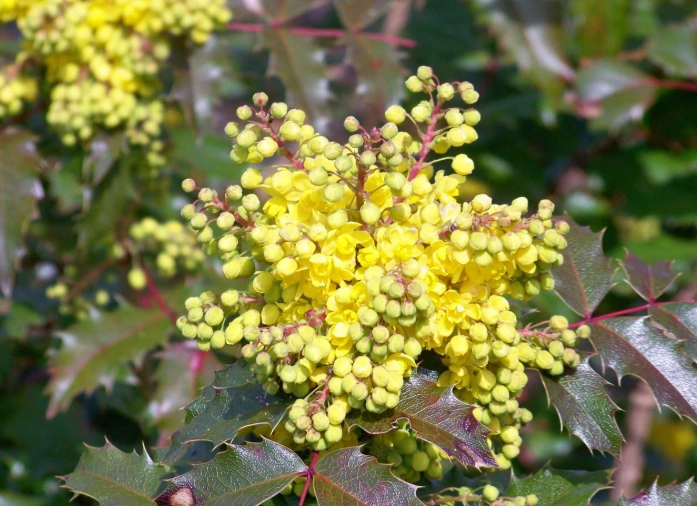 Oregon grape benefits Oregon grape benefits