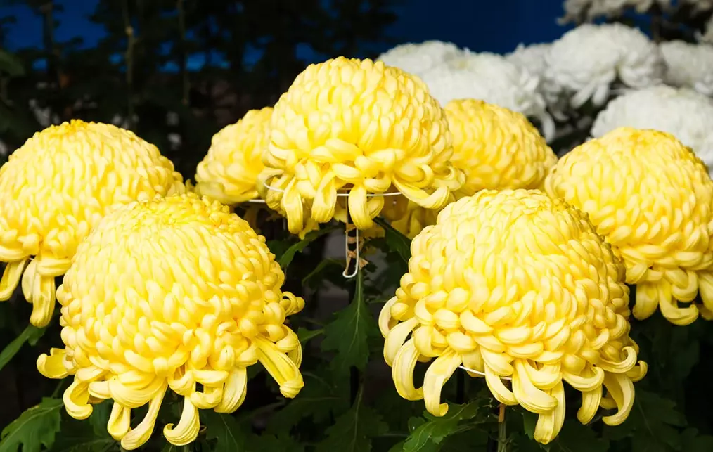 chrysanthemum varieties chrysanthemum varieties