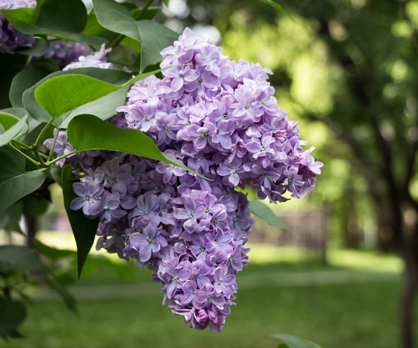 lilac care lilac care