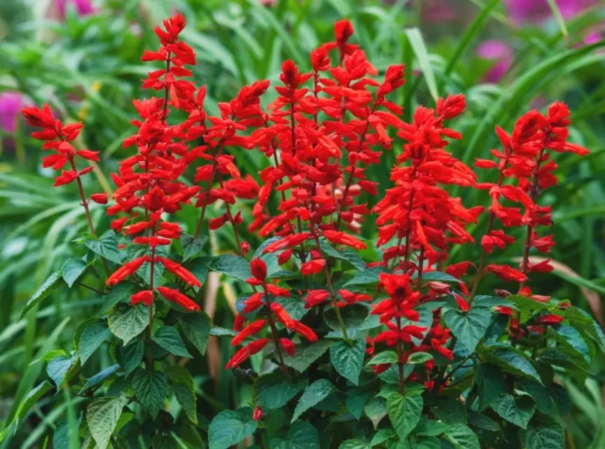 salvia landscaping