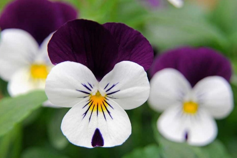 pansy vs viola pansy vs viola