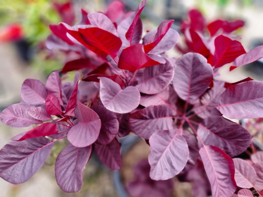 smoke bush care smoke bush care