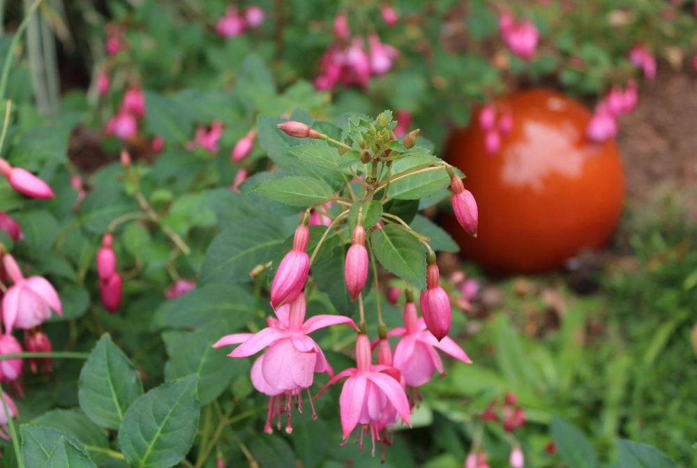 hardy fuchsia plants