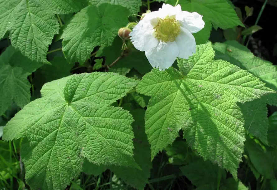 wild thimbleberry