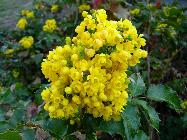 oregon grape uses