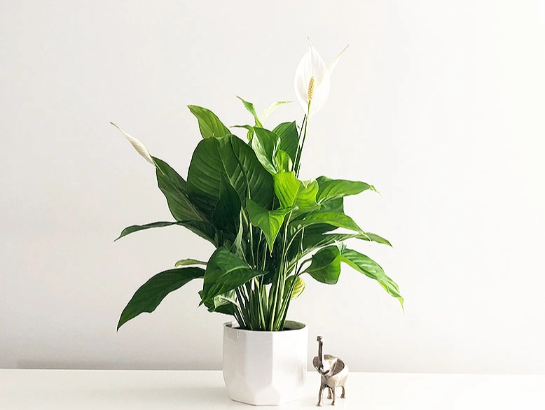 house plant identification