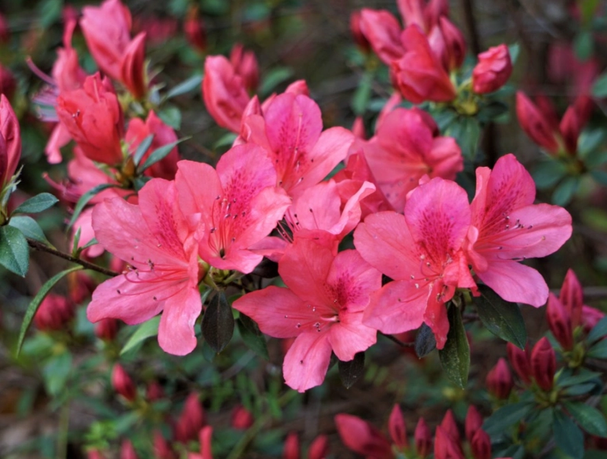 azalea