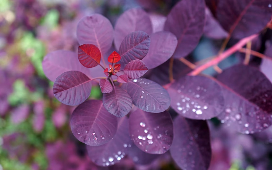 cotinus coggygria pruning cotinus coggygria pruning