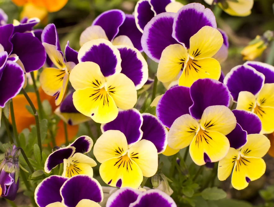 pansy vs viola pansy vs viola