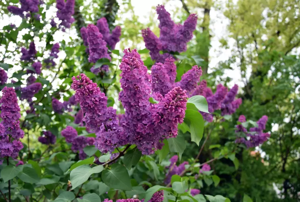 pruning lilacs pruning lilacs