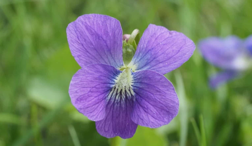 viola flower care viola flower care