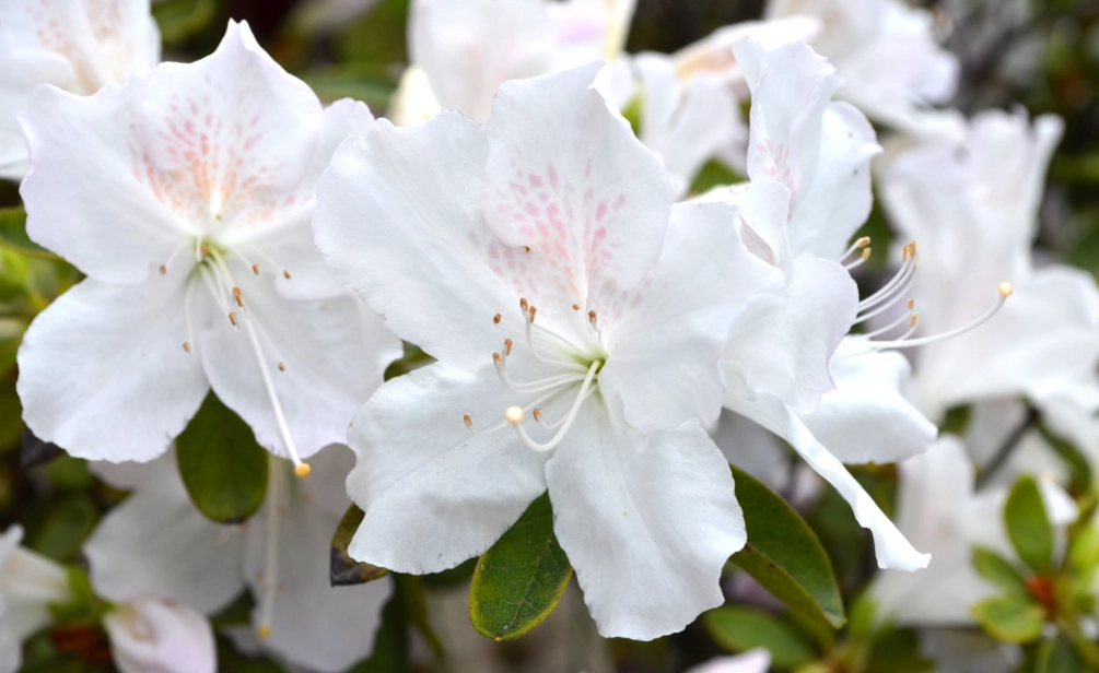 how to grow azaleas