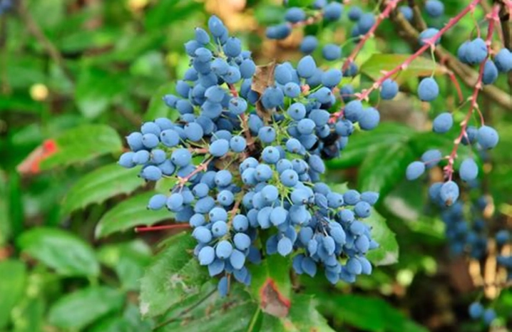 oregon grape