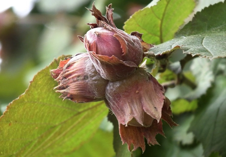 filbert tree care filbert tree care