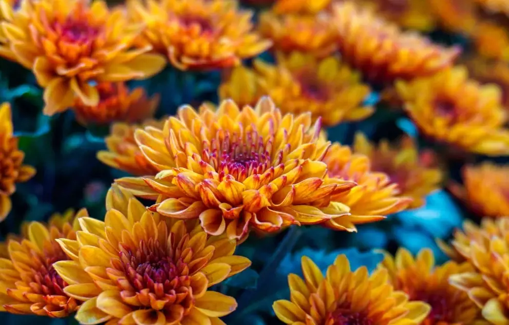 chrysanthemum care chrysanthemum care