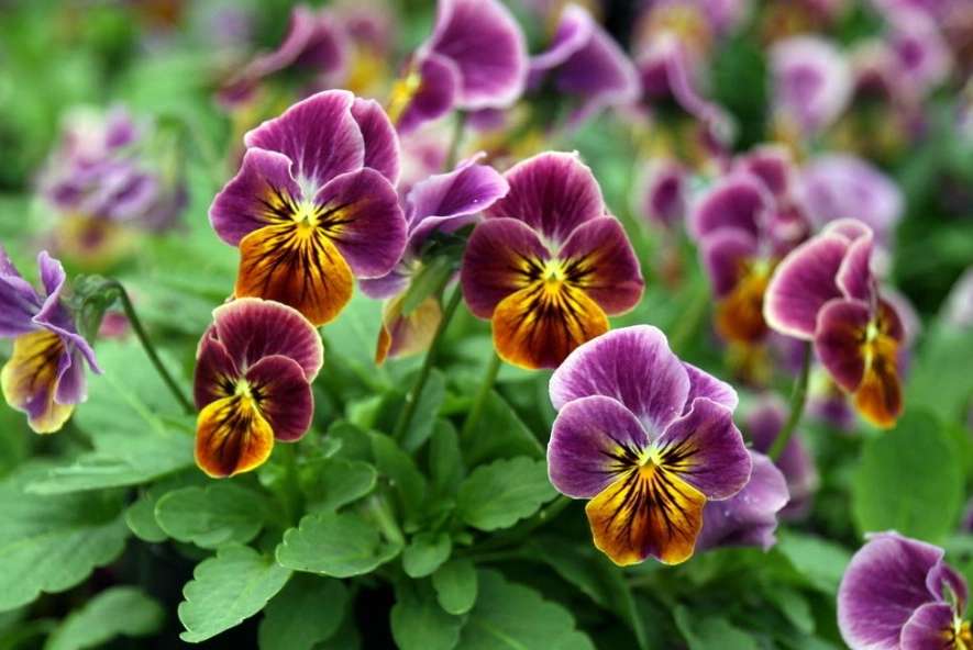 growing violas