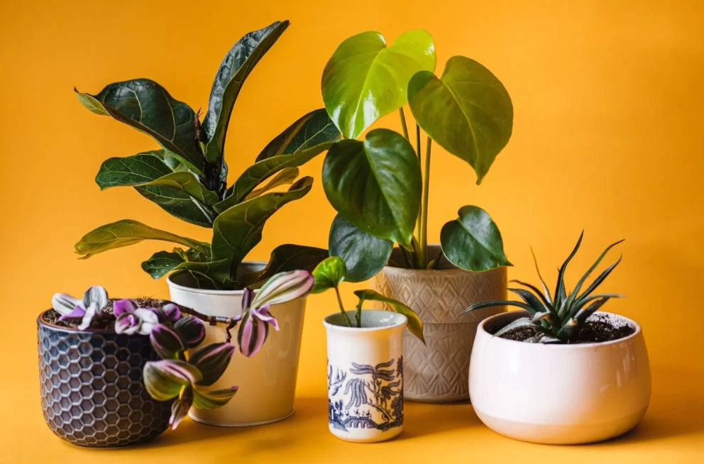 house plant identification