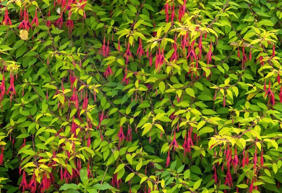 growing fuchsias in cold climates