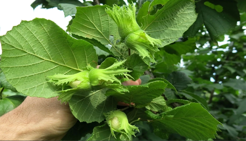 hazelnut tree varieties hazelnut tree varieties
