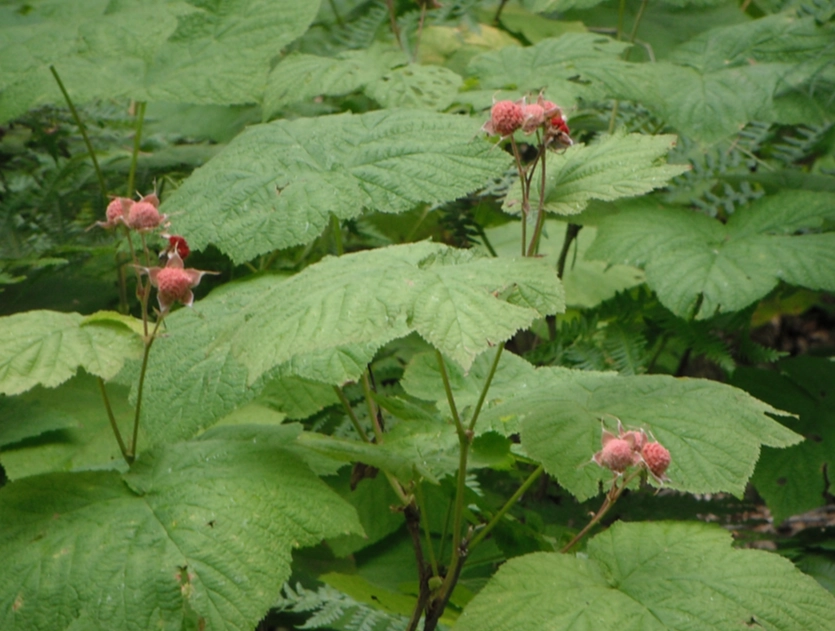 rubus parviflorus