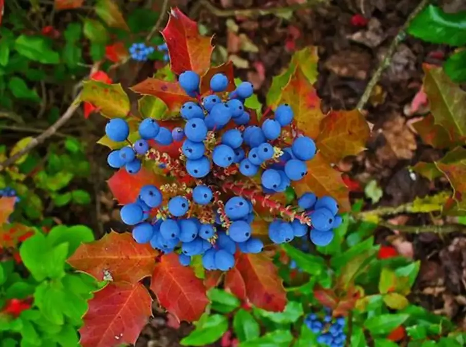 oregon grape plant care