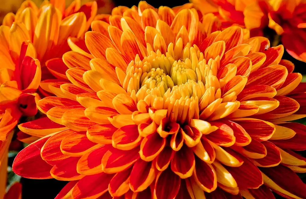 chrysanthemum care chrysanthemum care