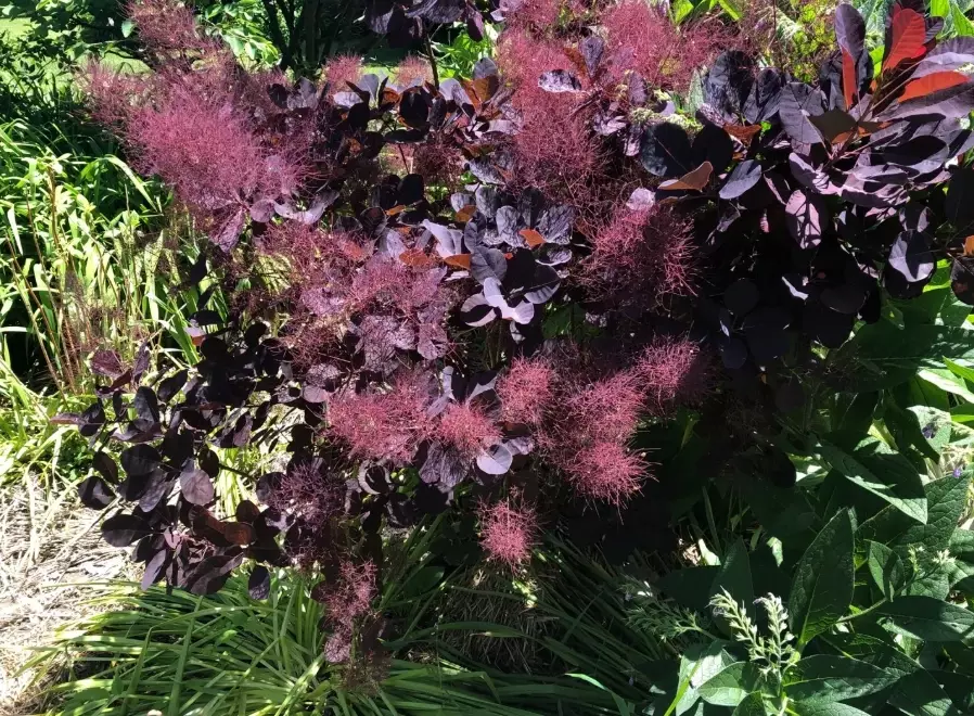 purple smoke tree