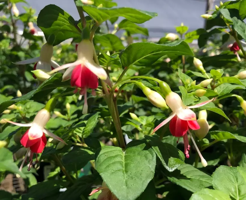 growing fuchsias in cold climates
