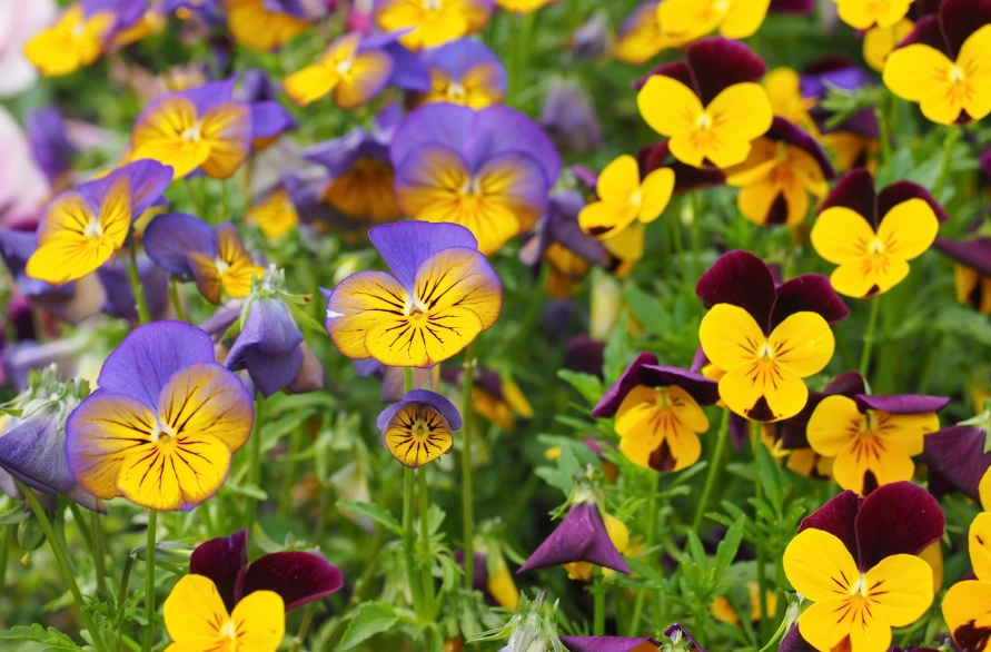 viola flower care viola flower care